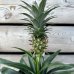 Ananas comosus (Ananás) ´MI AMIGO´, kont. C1L, výška: 20-25 cm